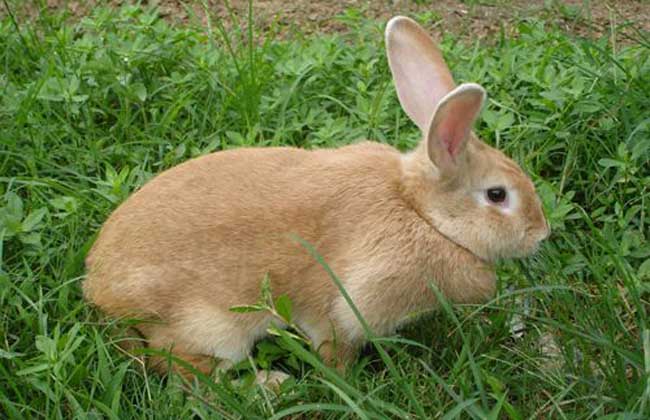 兔子球虫病吃什么药？