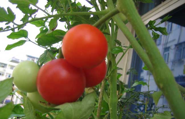 西红柿是水果还是蔬菜？