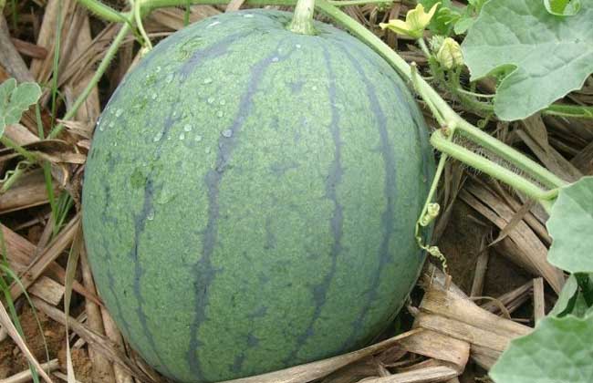 无籽西瓜多少钱一斤