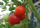 西红柿是水果还是蔬菜？