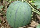 无籽西瓜多少钱一斤？