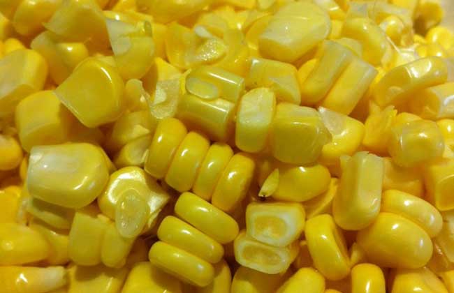 血糖高能吃玉米吗？