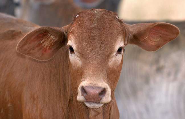 养20头肉牛投资多少钱？