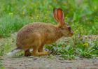 野兔和家兔有什么区别？