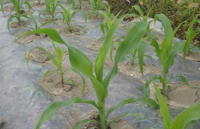 种玉米用什么肥料最好？