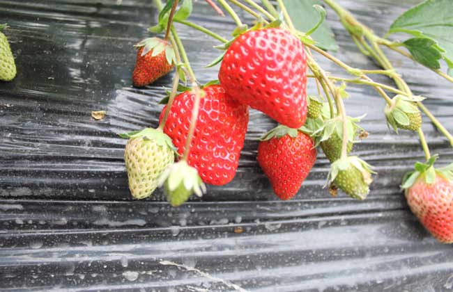 草莓种子多少钱一斤？