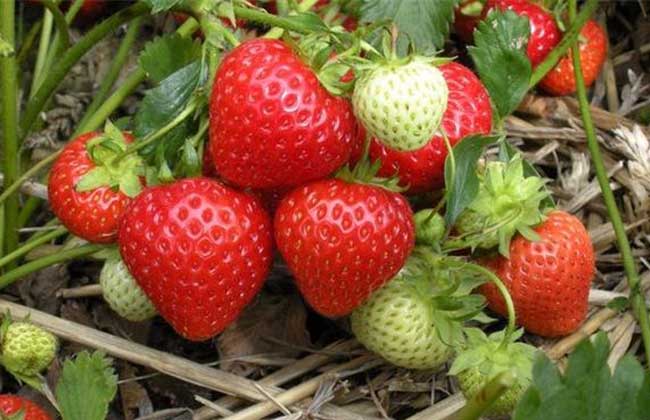 草莓用什么肥料