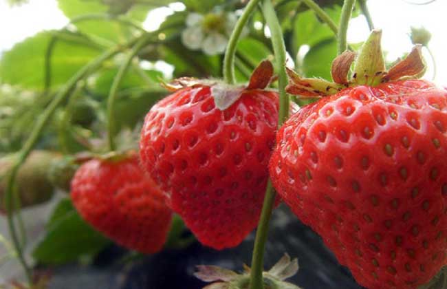 草莓用什么肥料