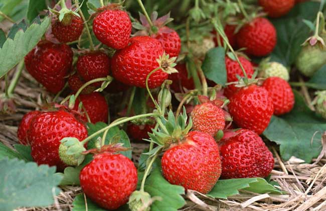 草莓种子的种植方法