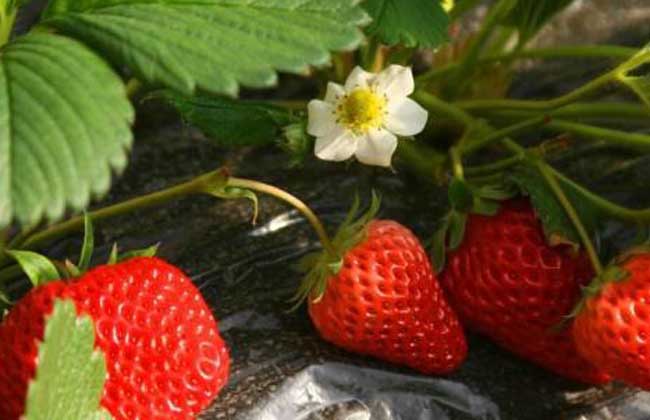 草莓种子的种植方法