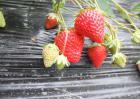 草莓种子多少钱一斤？