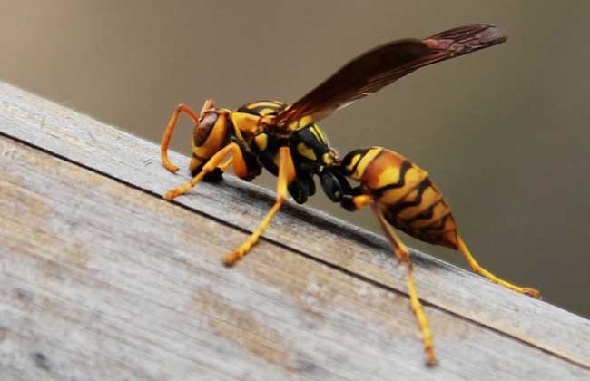 养胡蜂真能赚钱吗？