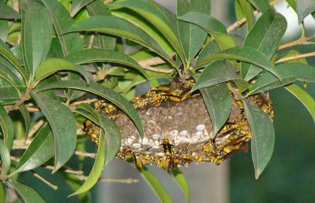 马蜂在家筑巢是凶是福？