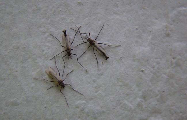 屋里有蚊子怎么办