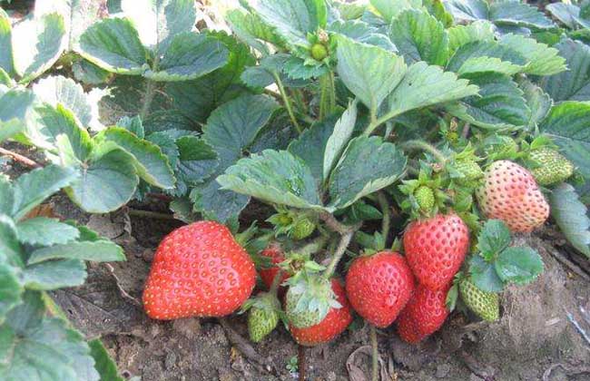 四季草莓种苗多少钱