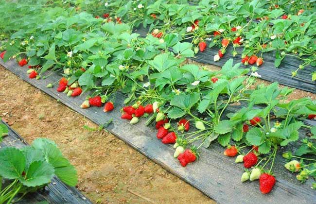 四季草莓种苗多少钱