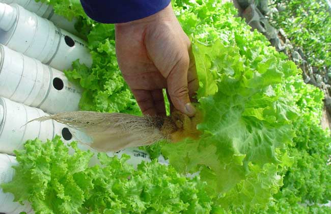 水培蔬菜怎么种植