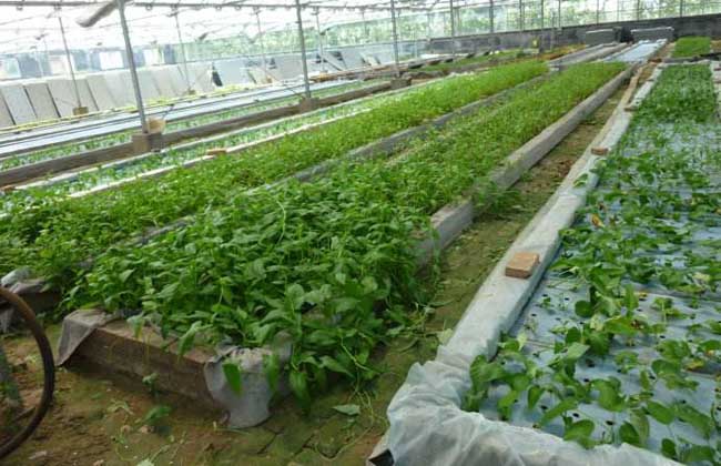 水培蔬菜怎么种植