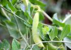 豌豆种子价格及种植方法