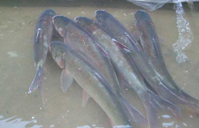 白鲢鱼养殖技术