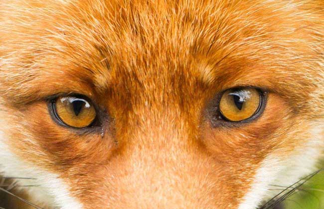 狐狸眼