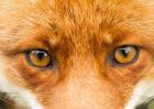 狐狸眼是什么样的眼形？
