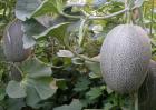 哺乳期可以吃哈密瓜吗？