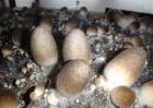 草菇菌种价格及种植方法