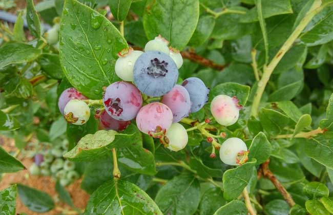 蓝莓可以连皮一起吃吗？