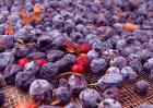 蓝莓干价格多少钱一斤？
