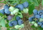 蓝莓树苗多少钱一棵？