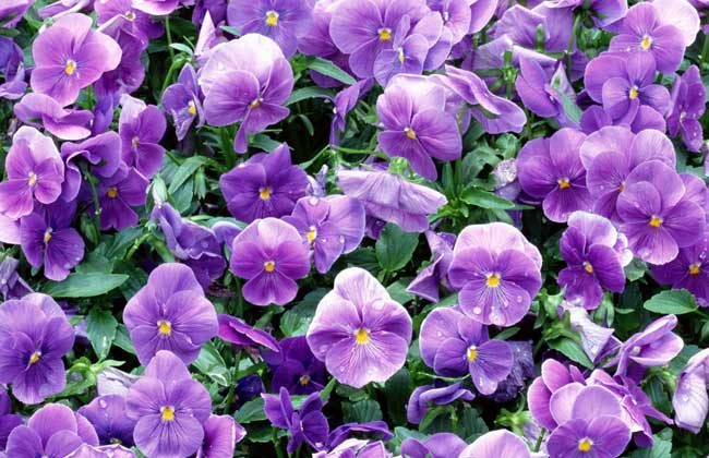 紫罗兰种子价格