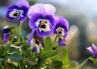 紫罗兰种子价格及种植方法