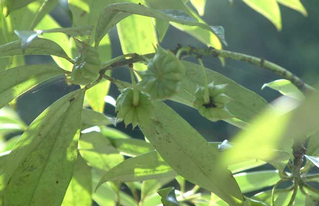 八角茴香树苗价格