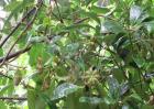 八角茴香树苗价格及种植方法