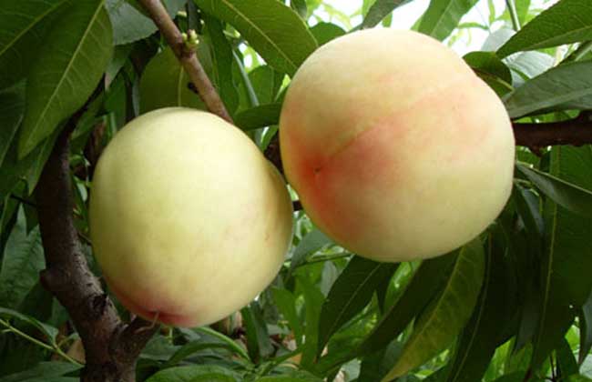 桃子是凉性还是热性？