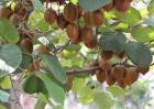 猕猴桃种子价格及种植方法