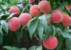 桃树苗价格及种植方法