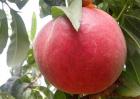 吃桃子可以减肥吗？