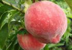 吃桃子真的会长胖吗？