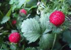 蛇莓种子价格及种植方法