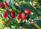 山茱萸种子价格及种植方法