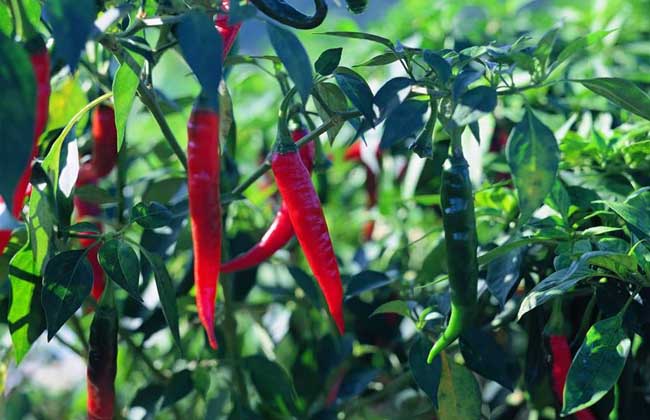 辣椒种子价格及种植方法