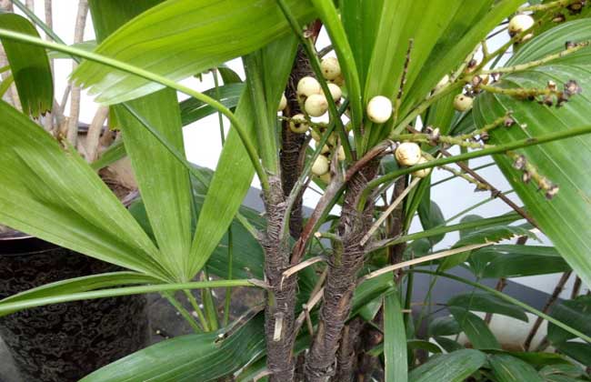 棕竹种子价格及种植方法