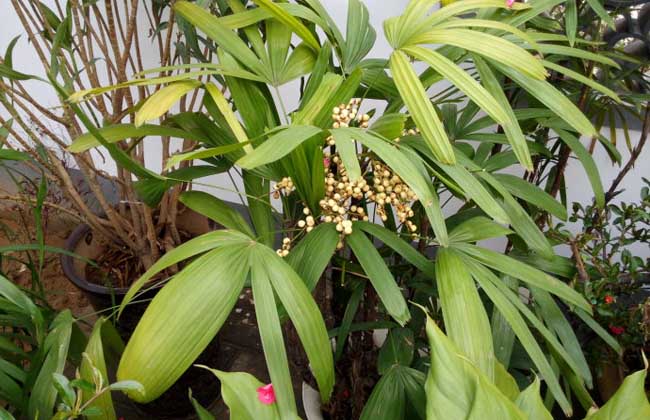 棕竹种子价格及种植方法