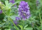 紫花苜蓿种子价格及种植方法