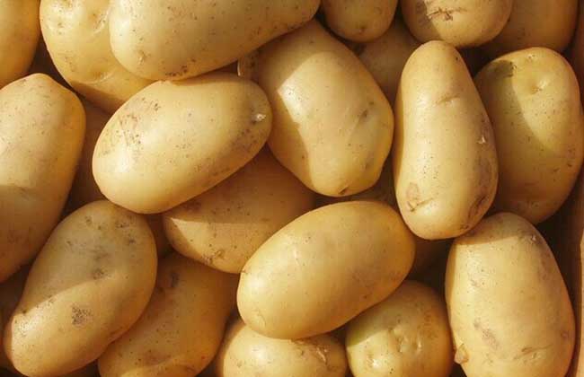 土豆种子价格及种植方法