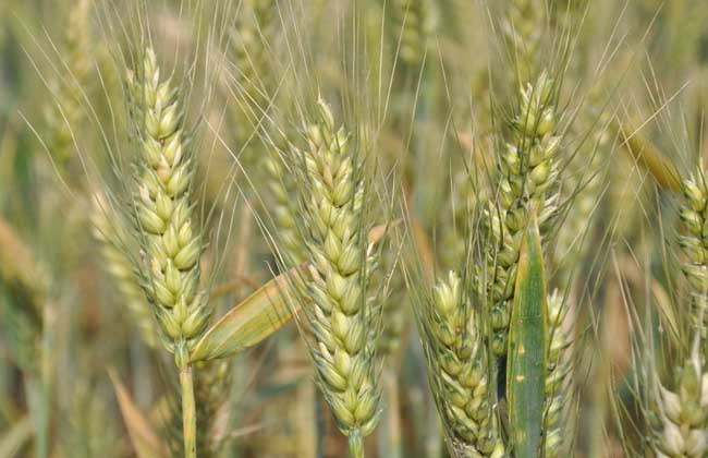 小麦种子价格及种植方法