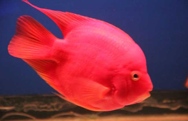 血鹦鹉鱼怎么养最红？