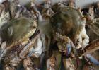梭子蟹什么时候最肥？